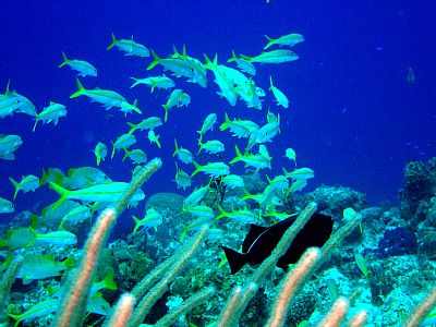 North Caicos condo rental - Explore the Tropical school of fish - by the coral in front of your suite