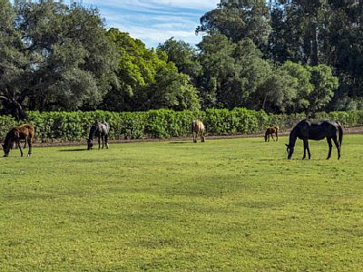 The guesthouse is right next to the stables so it's highly likely you will run into some horses.